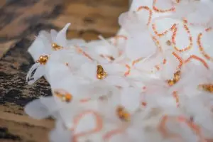 Close-up of couture bridal corset embroidered with orange beads and floral motifs, by Saskia ter Well